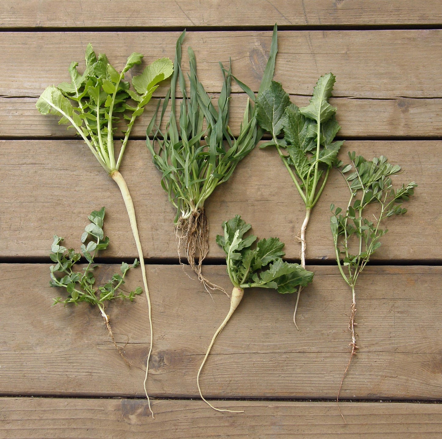 Protect & Fertilize Green Cover Crop Blend