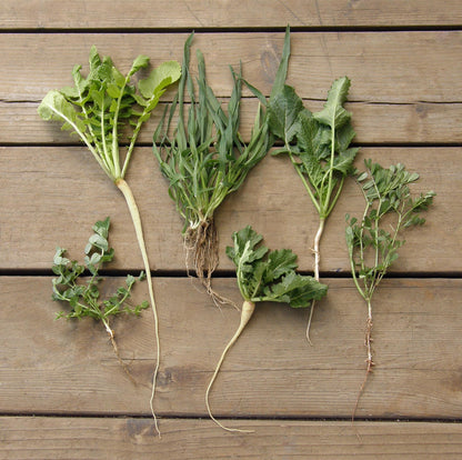 Protect & Fertilize Green Cover Crop Blend