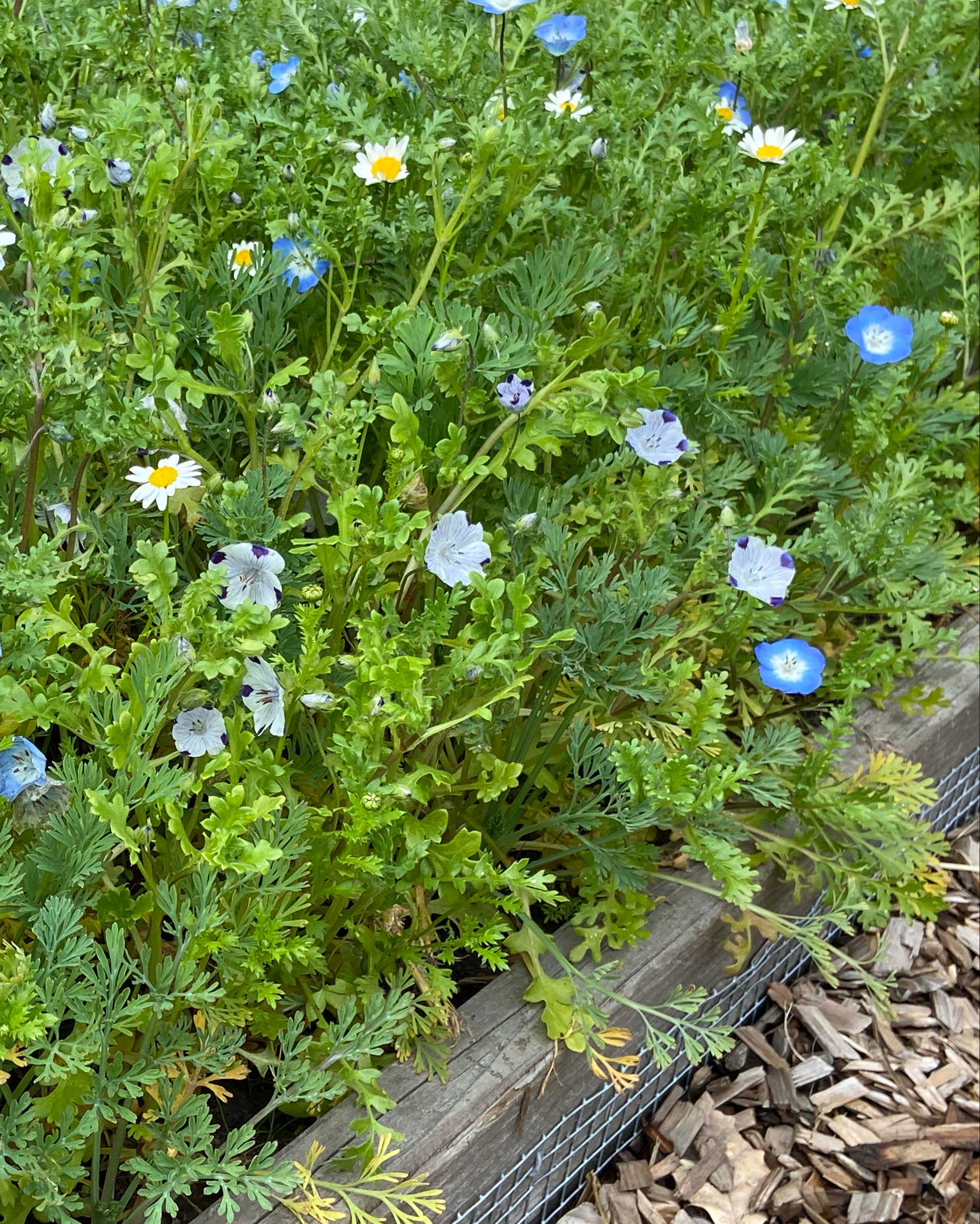 Wildflower Lawn Alternative – Renee's Garden