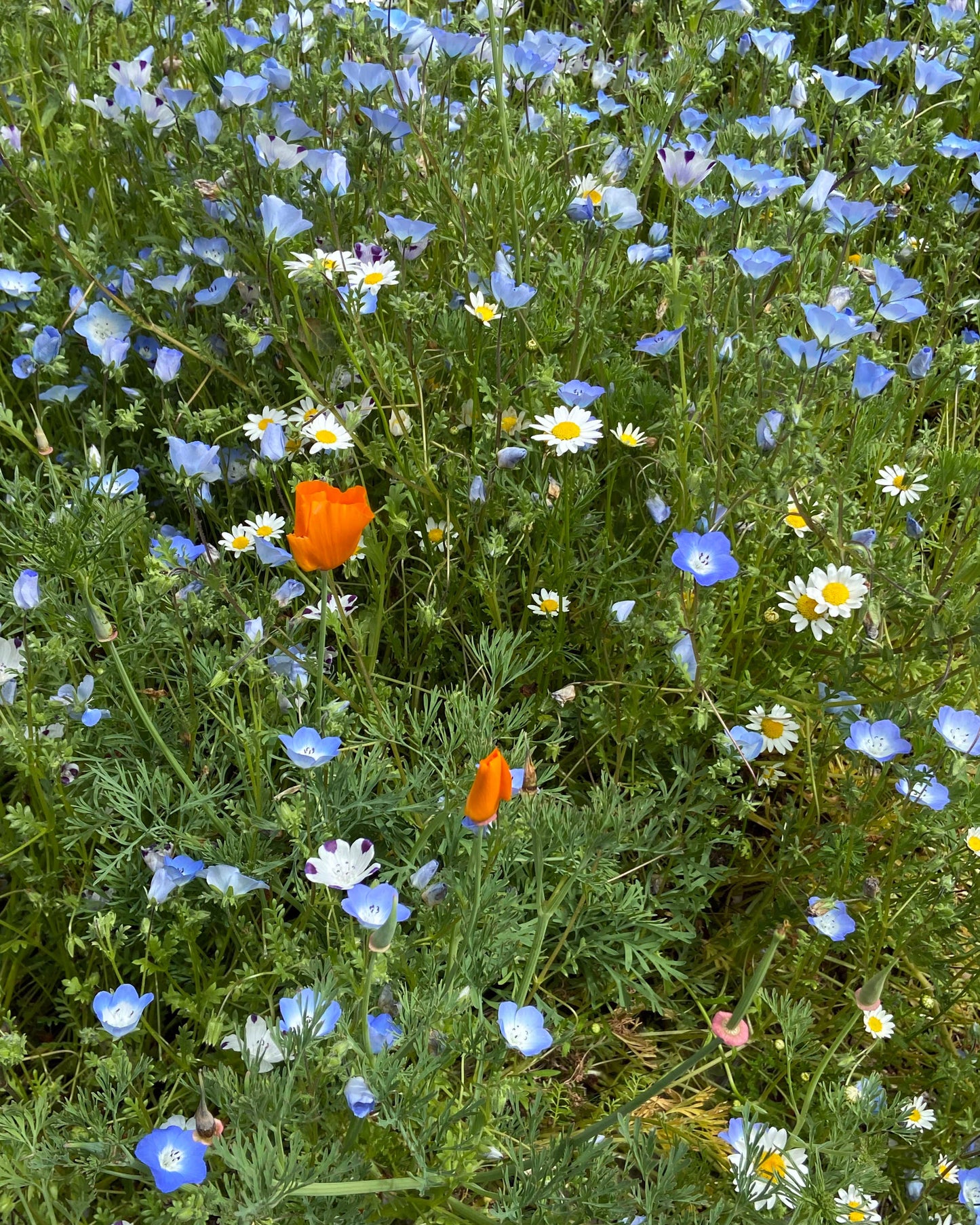 Wildflower Lawn