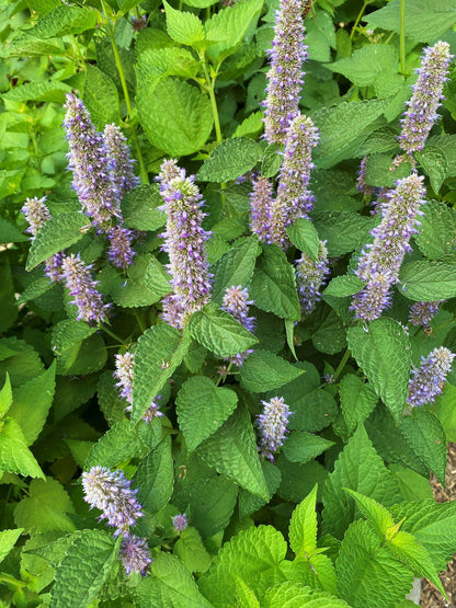 Pollinator Herbs - Root Beer Hyssop