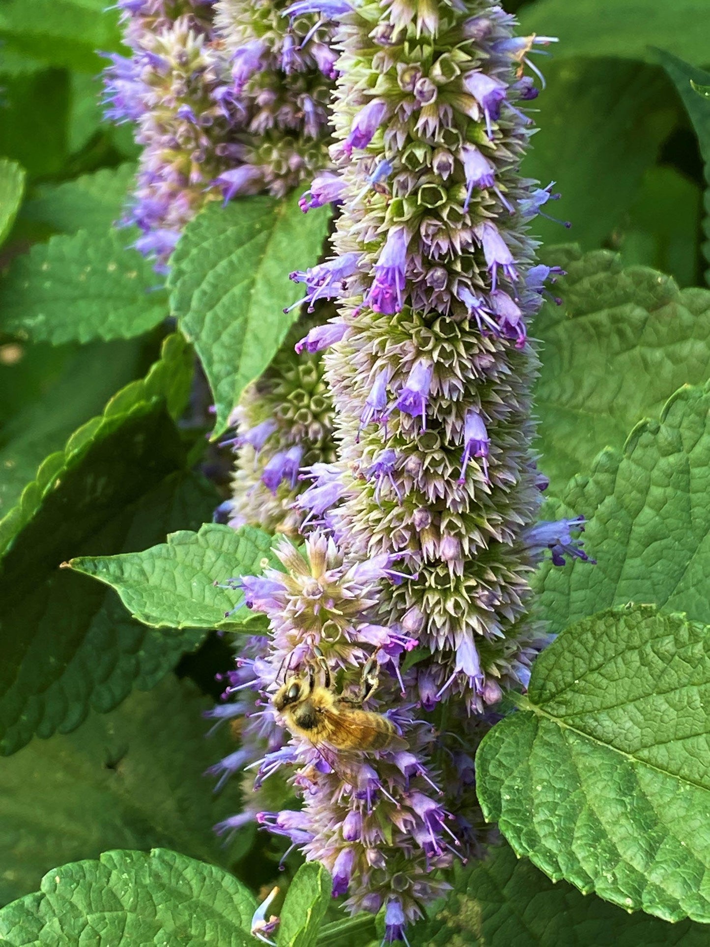 Pollinator Herbs - Root Beer Hyssop