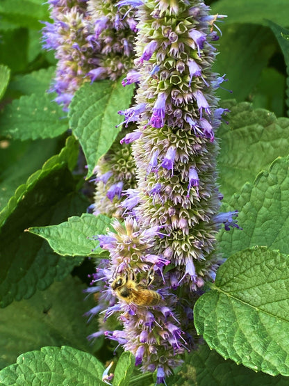 Pollinator Herbs - Root Beer Hyssop