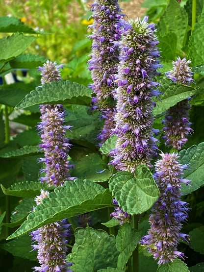 Pollinator Herbs - Root Beer Hyssop