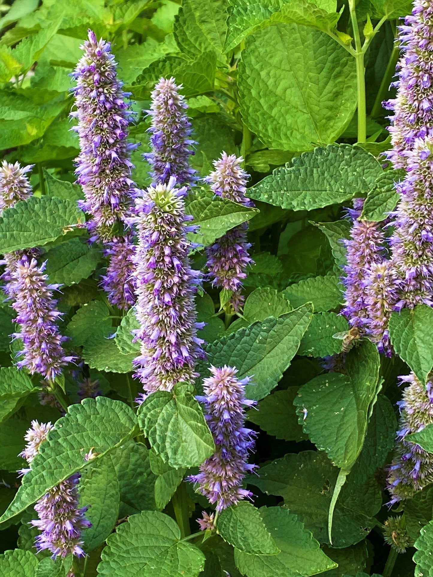 Pollinator Herbs - Root Beer Hyssop
