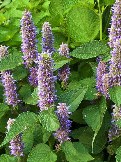 Pollinator Herbs - Root Beer Hyssop