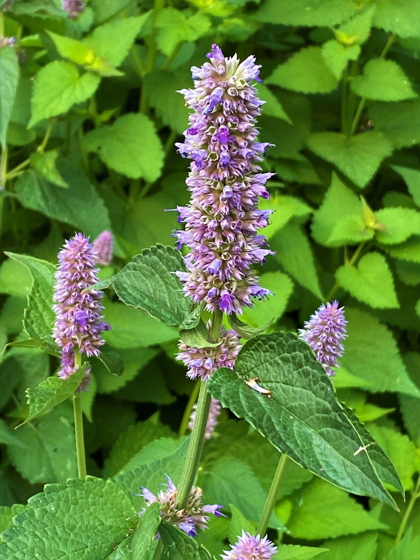 Pollinator Herbs - Root Beer Hyssop