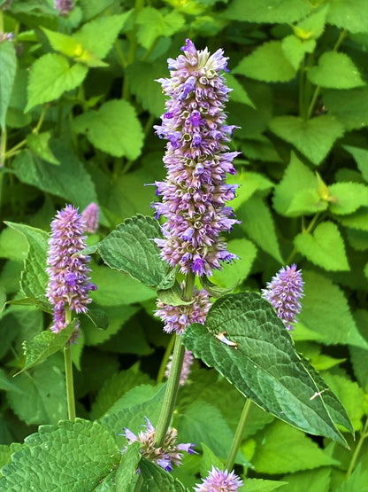 Pollinator Herbs - Root Beer Hyssop