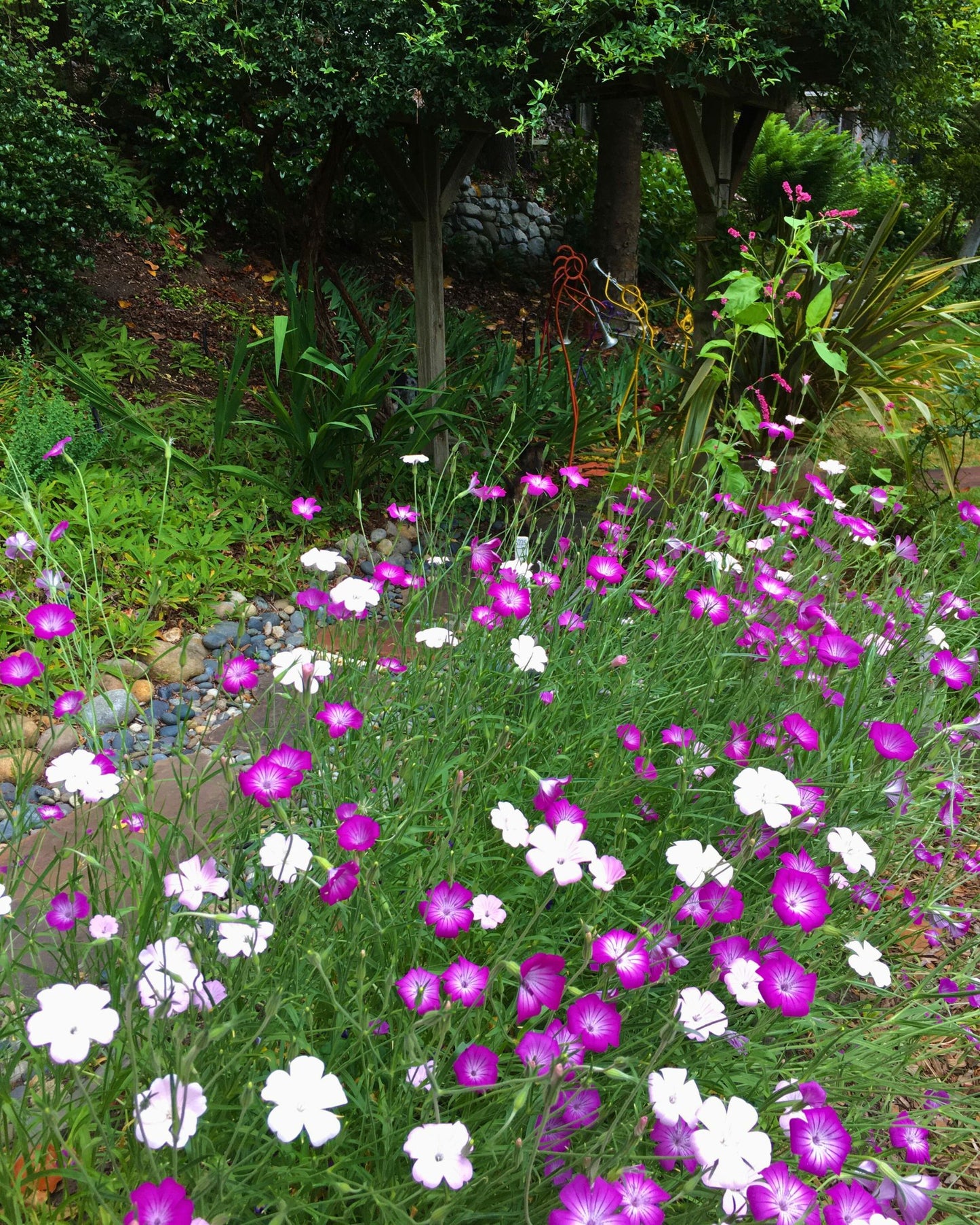 Purple Queen and Pink Contessa