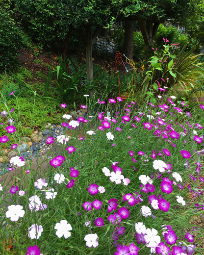 Purple Queen and Pink Contessa