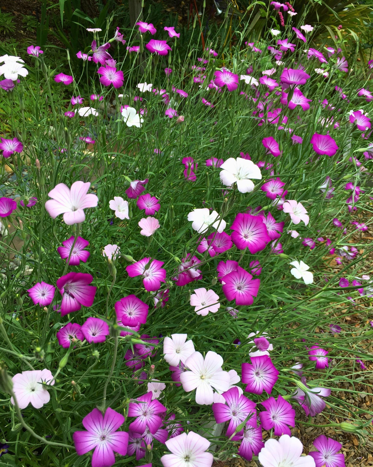 Purple Queen and Pink Contessa