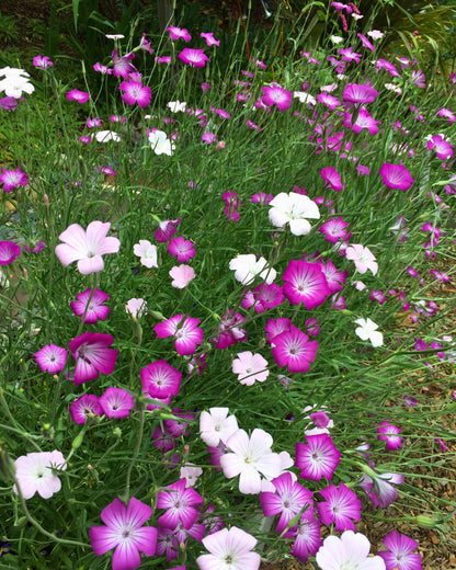 Purple Queen and Pink Contessa