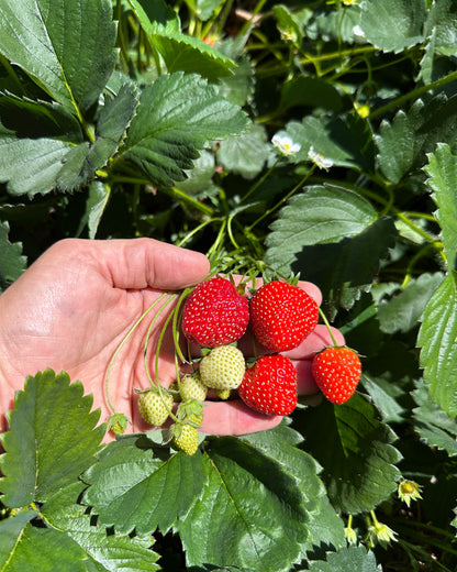 Strawberry Plants - Albion Ever-Bearing