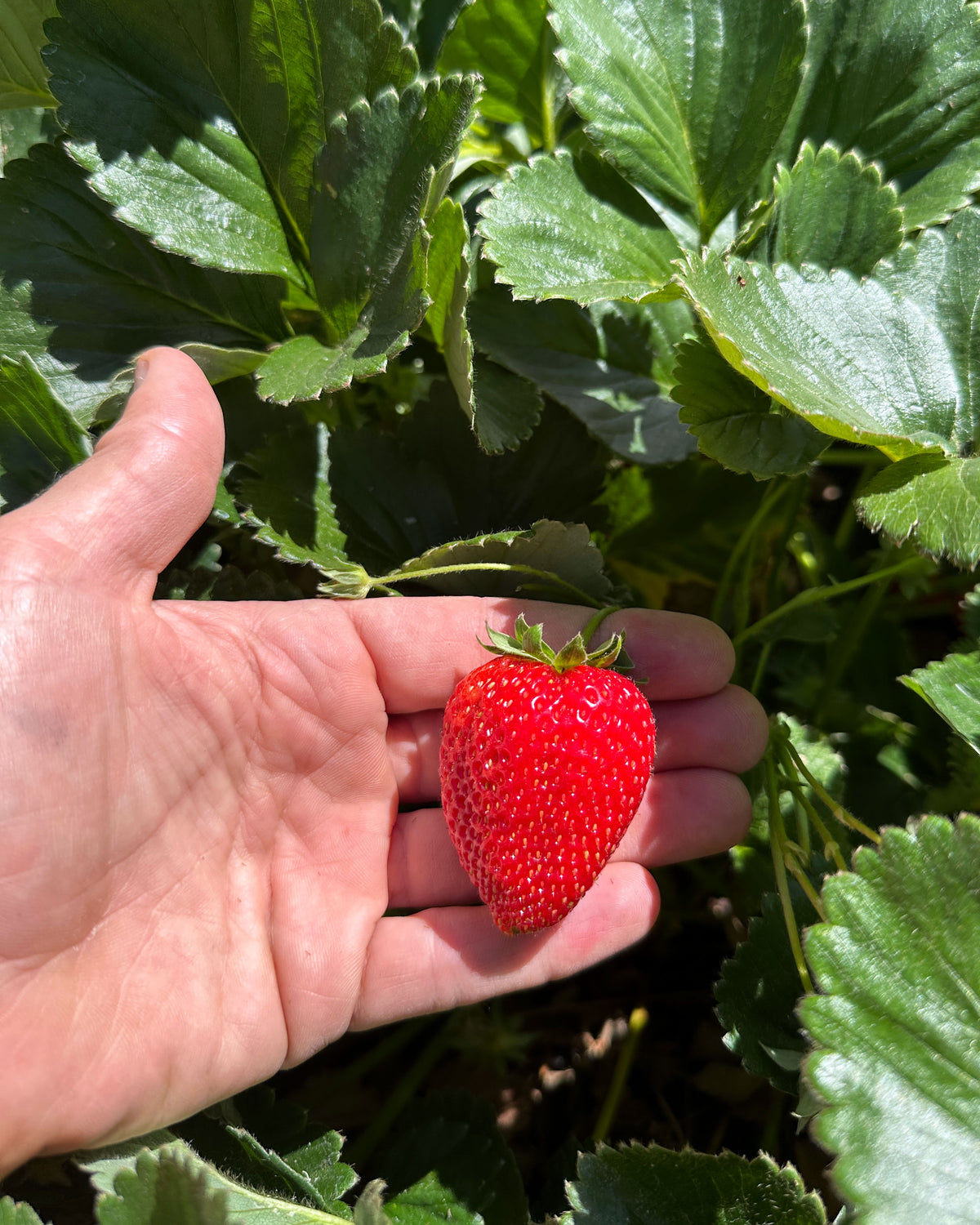 Strawberry Plants - Albion Ever-Bearing