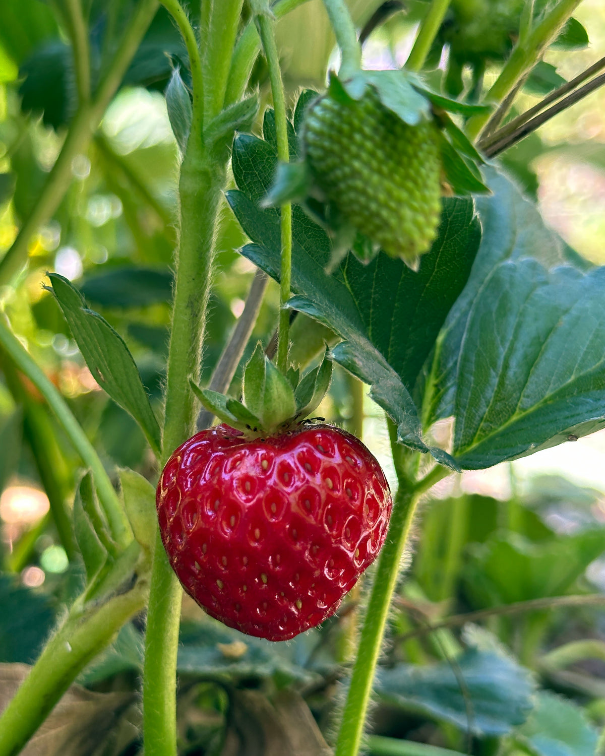 Strawberry Plants - Albion Ever-Bearing