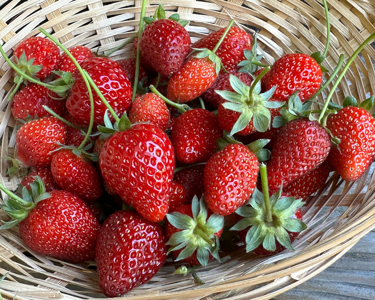 Strawberry Plants - Albion Ever-Bearing