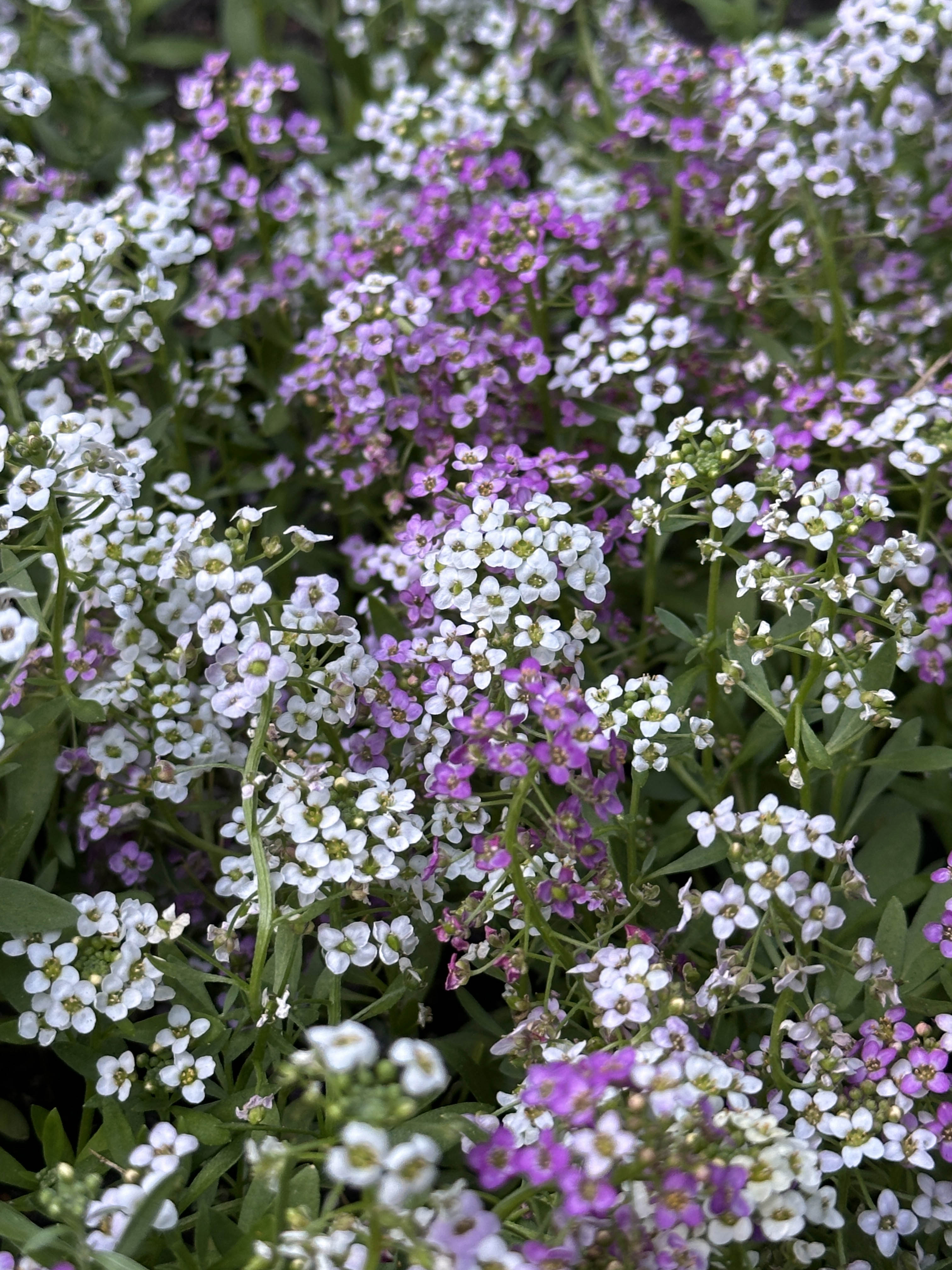 Seeds For Fall Gardens – Renee's Garden