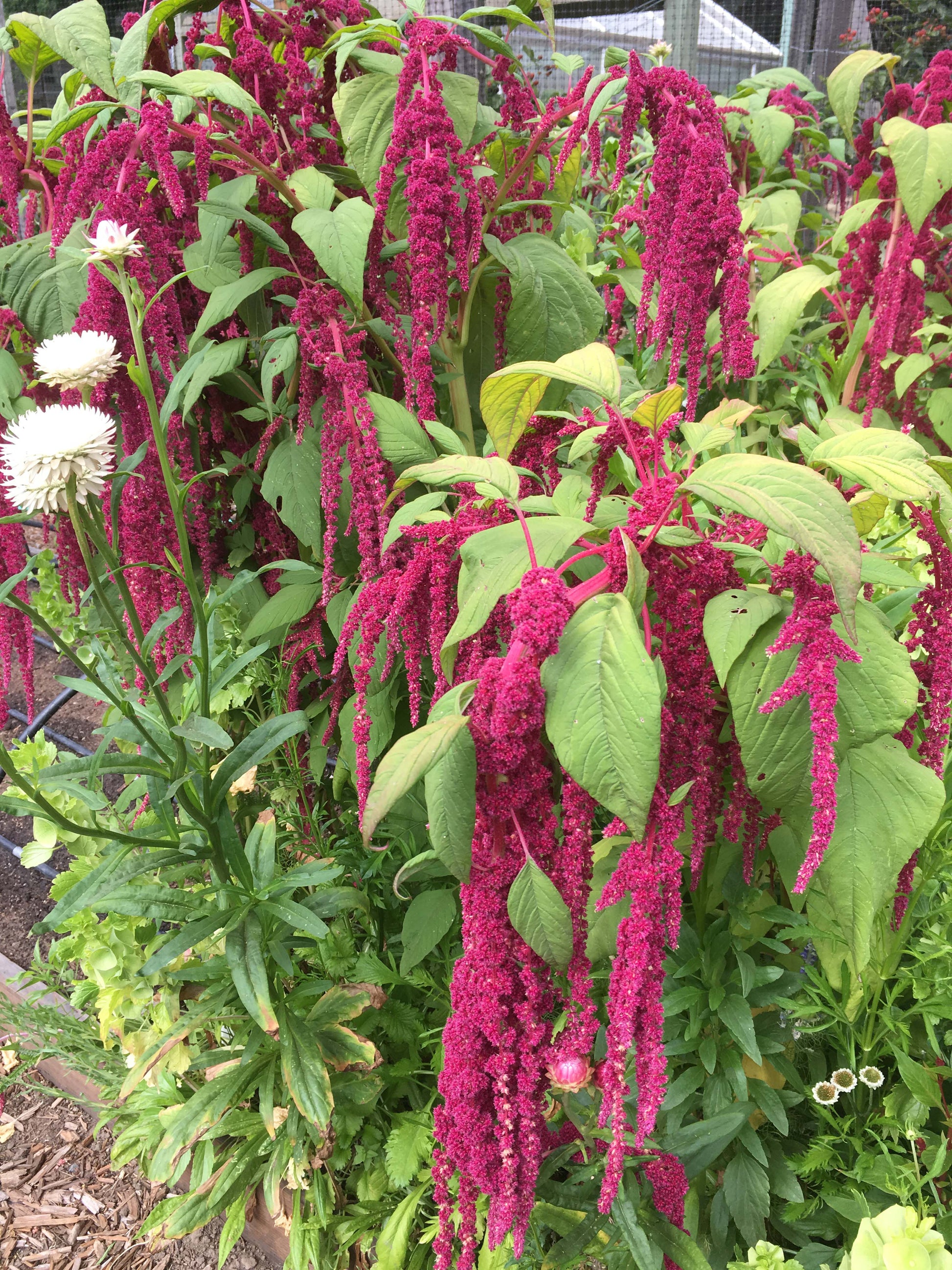 planting love lies bleeding seeds Love Lies Bleeding' Heirloom Amaranth – Renee's Garden