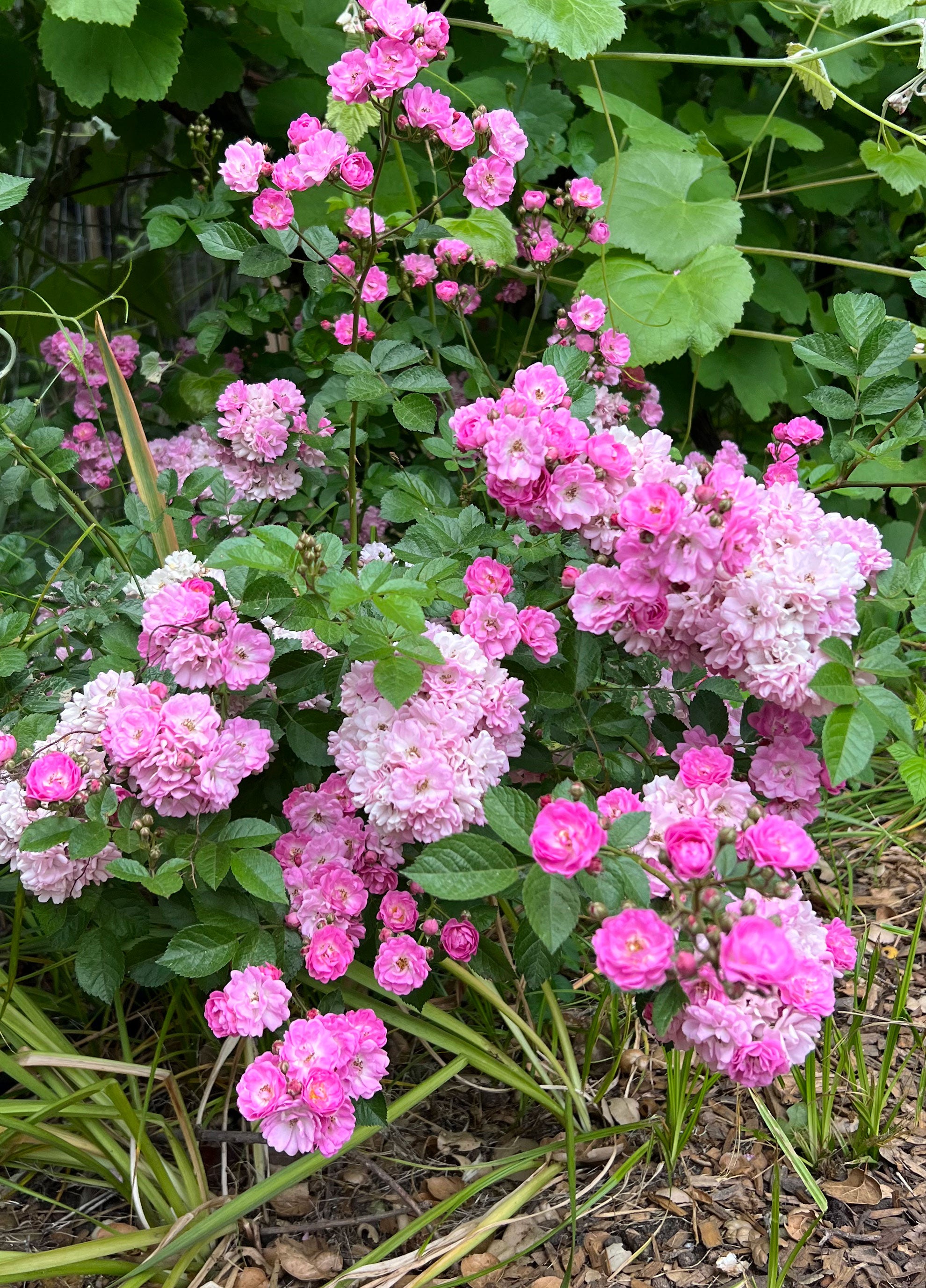 美品✨️rosy monster ロージーモンスター angel wing OP Angel Wings' Heirloom Miniature Roses – Renee's Garden
