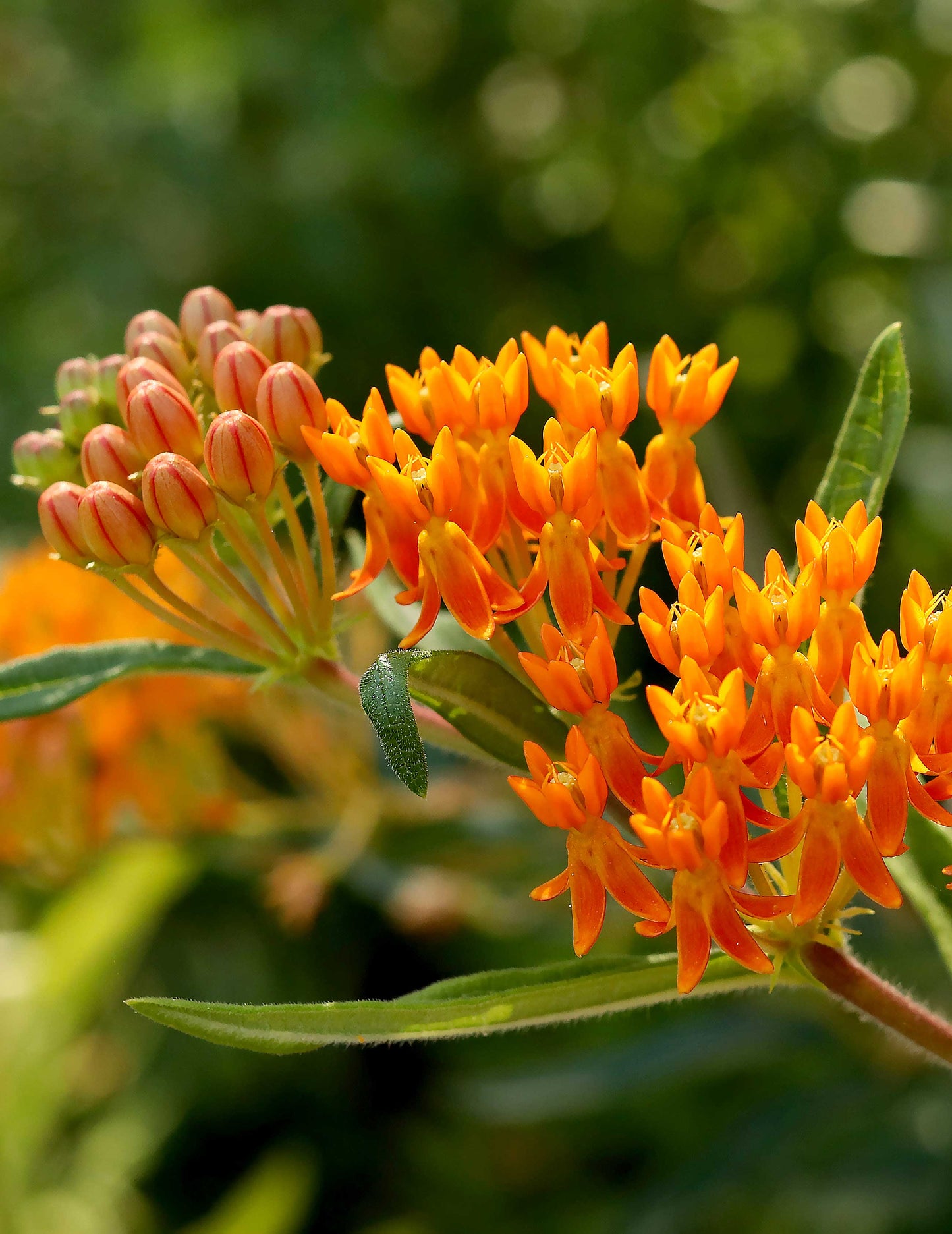 Orange Milkweed