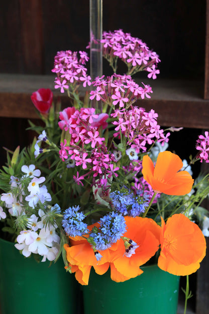 Easy Annual Wildflowers Nature’s Color Palette