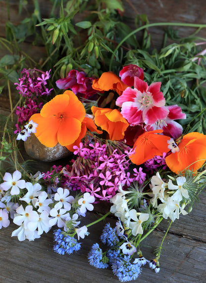 Easy Annual Wildflowers Nature’s Color Palette