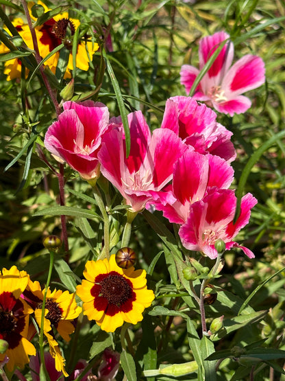 scatter garden seeds Colorful & Carefree Annual Wildflowers' Scatter Garden Seeds – Renee's Garden