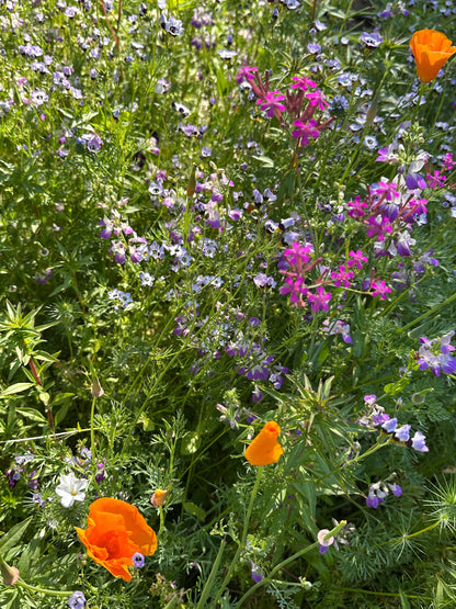Easy Annual Wildflowers Nature’s Color Palette
