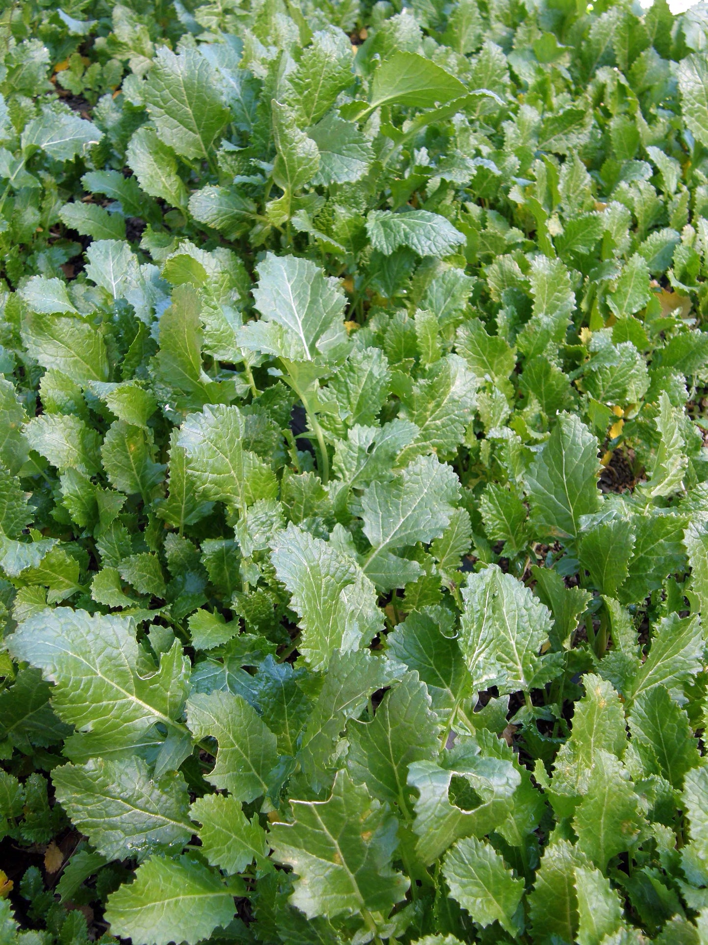 Soil Building Kodiak Mustard Cover Crop Seeds