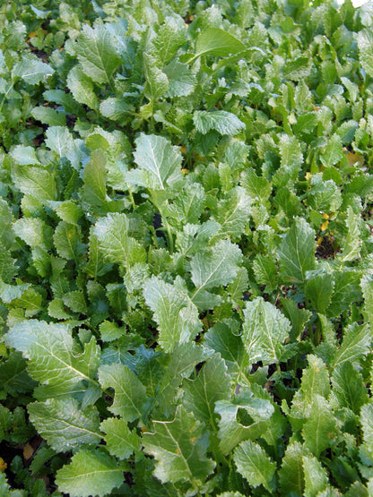 Soil Building Kodiak Mustard Cover Crop Seeds