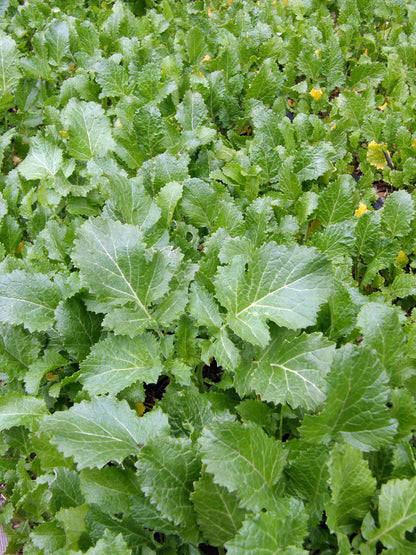 Soil Building Kodiak Mustard Cover Crop Seeds