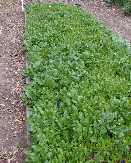 Soil Building Kodiak Mustard Cover Crop Seeds