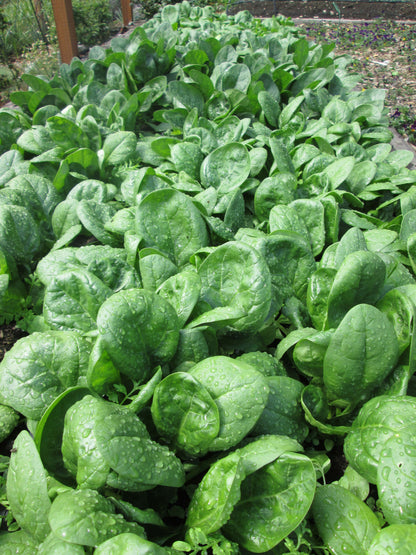 Baby Leaf Spinach - Catalina