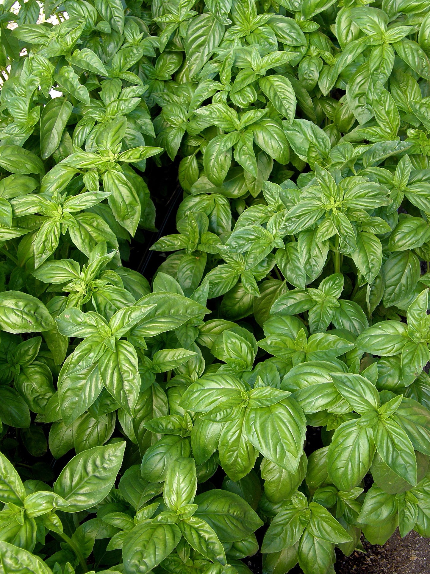 Heirloom Herbs - Sweet Green Basil