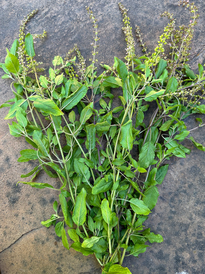 Tulsi Holy Basil