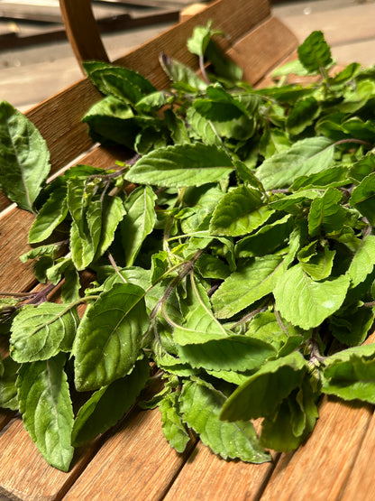 Tulsi Holy Basil