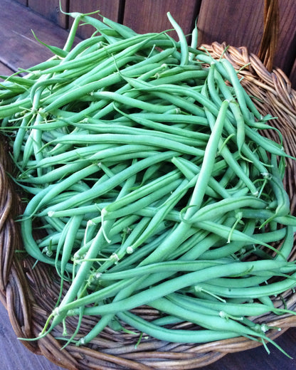 Bush Bean Castandel - The "Weekend Bean"