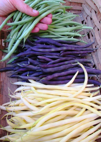 Green, Yellow & Purple