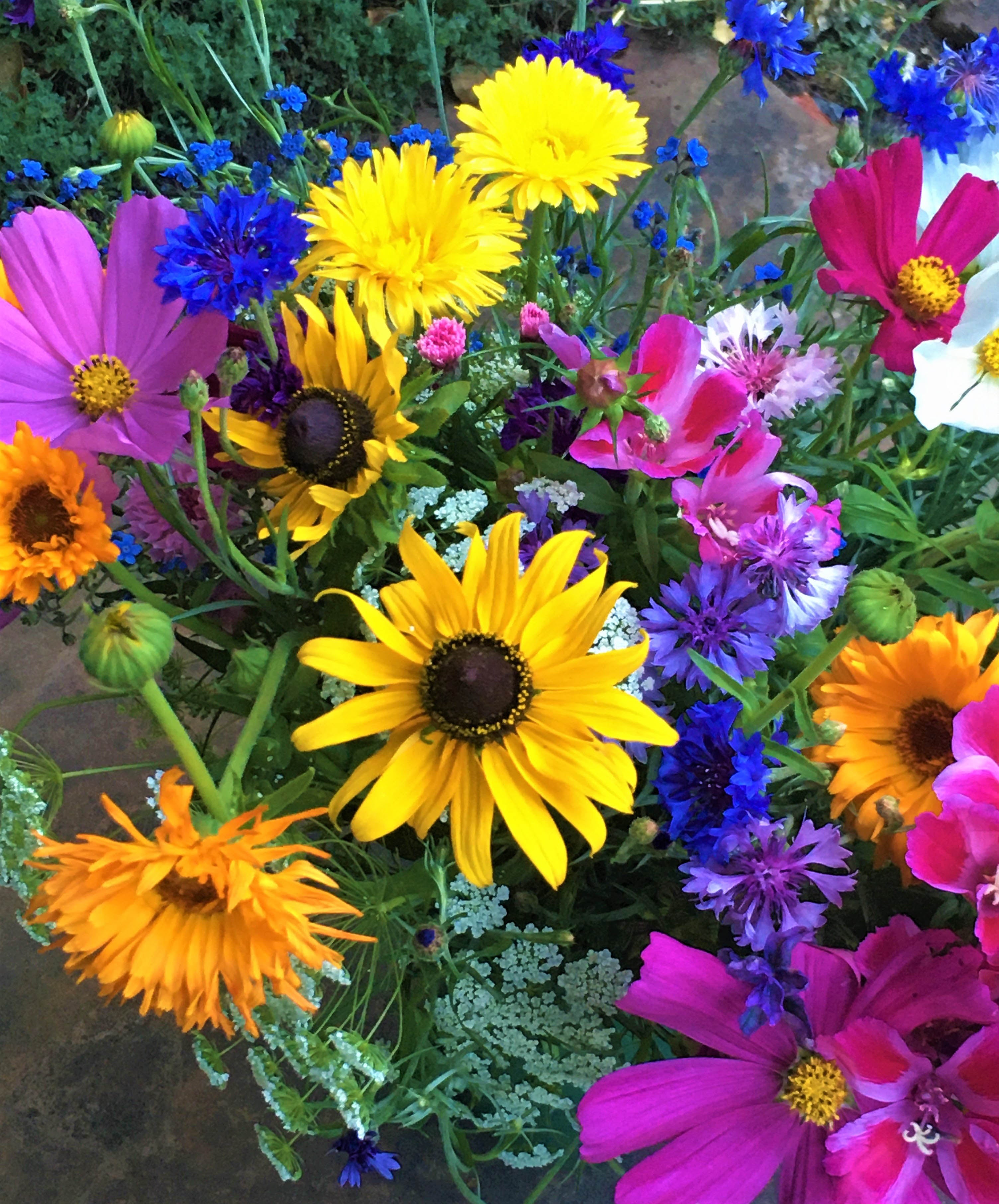 Special Seed Mixes – Renee's Garden