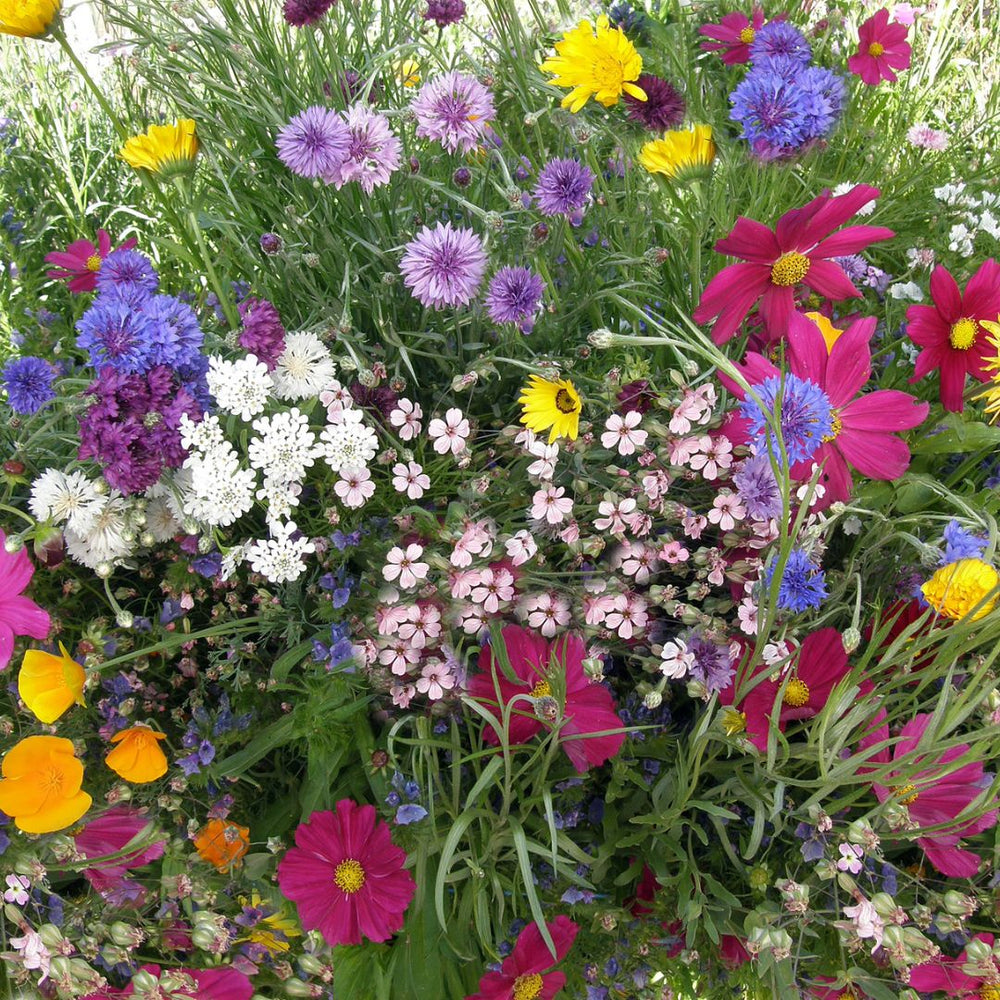 Spring Pollenators Flowers for a Spring Pollinator Garden – Renee's Garden