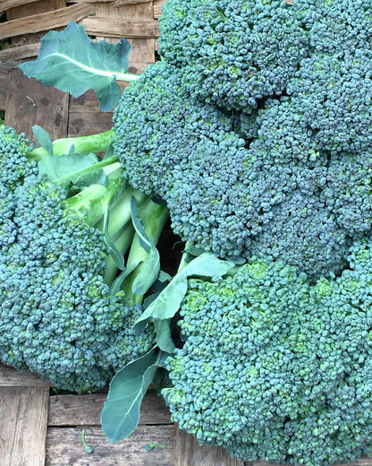 Early Heading Broccoli - Belstar