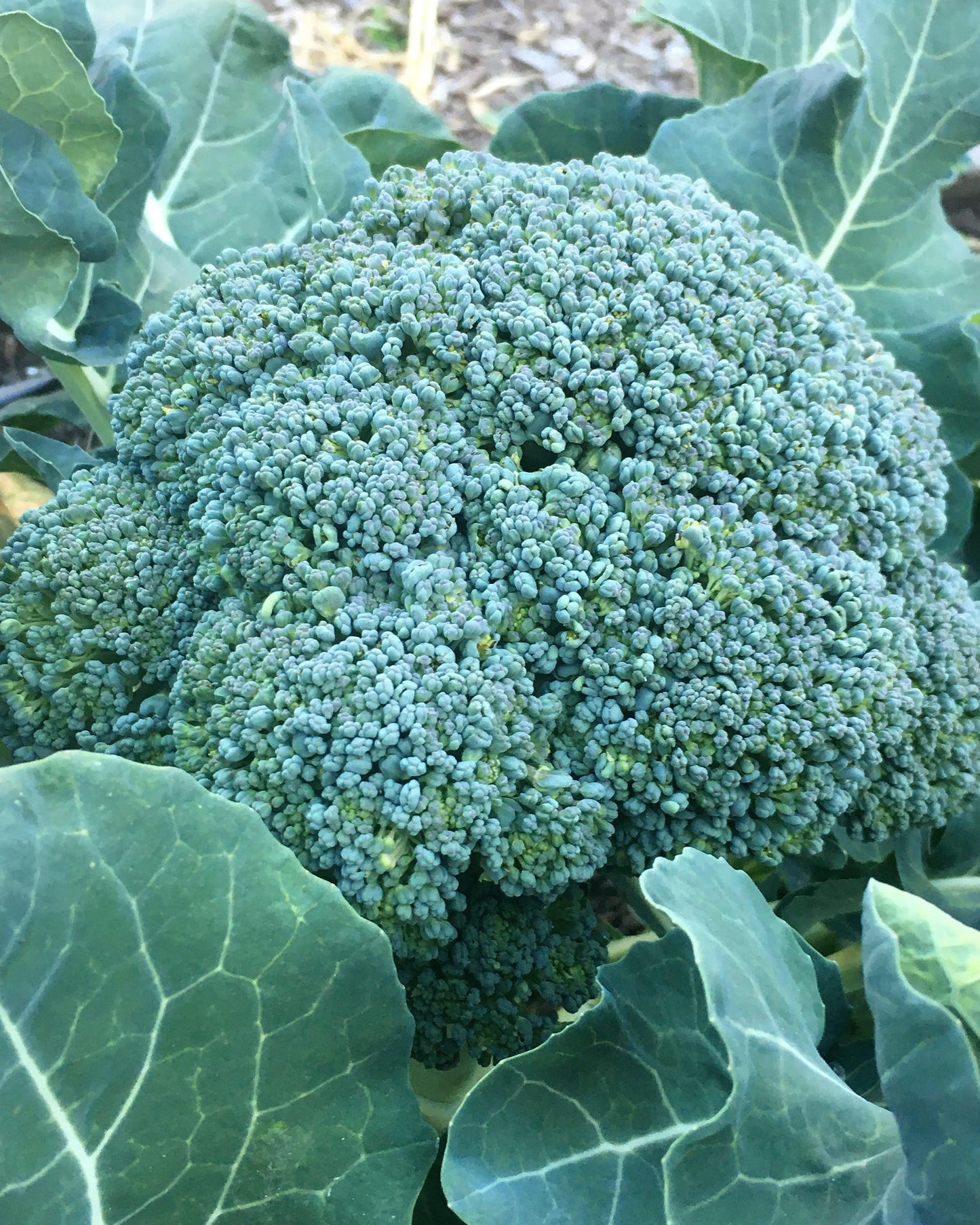 Early Heading Broccoli - Belstar
