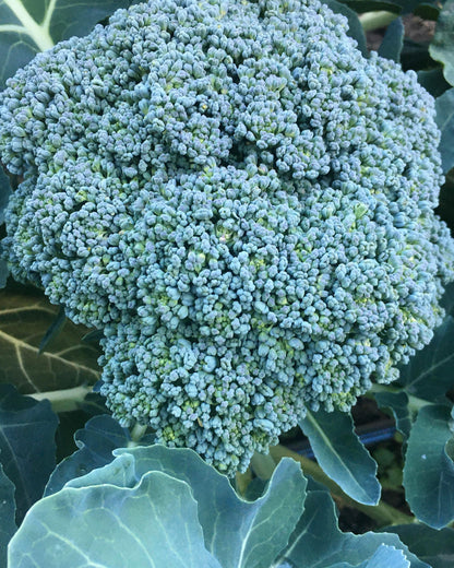 Early Heading Broccoli - Belstar