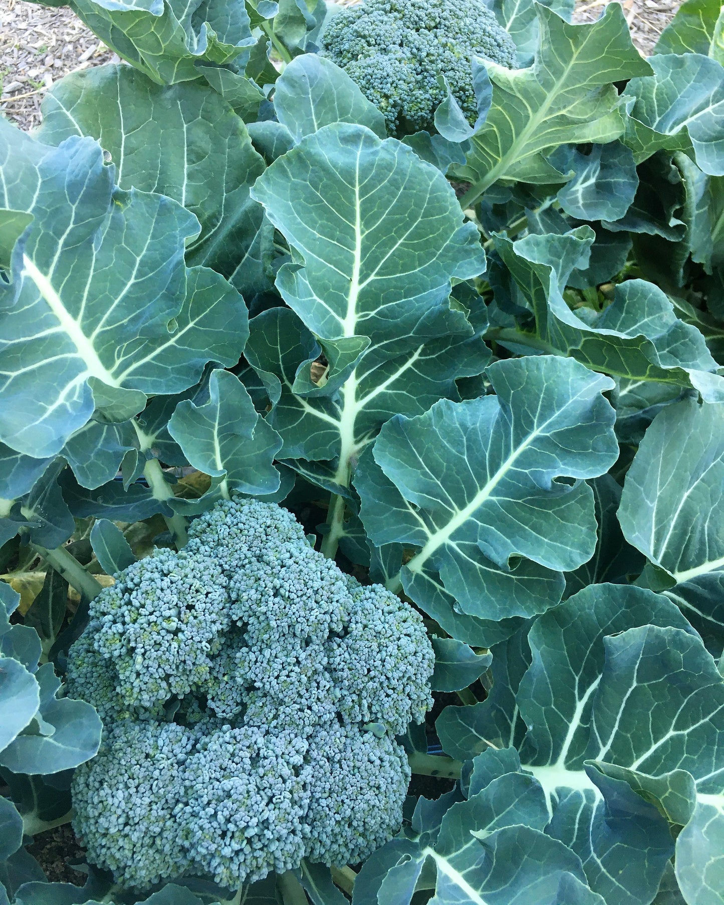 Early Heading Broccoli - Belstar