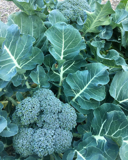 Early Heading Broccoli - Belstar