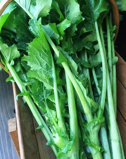 Heirloom Broccoli Raab - Early Rapini Organic