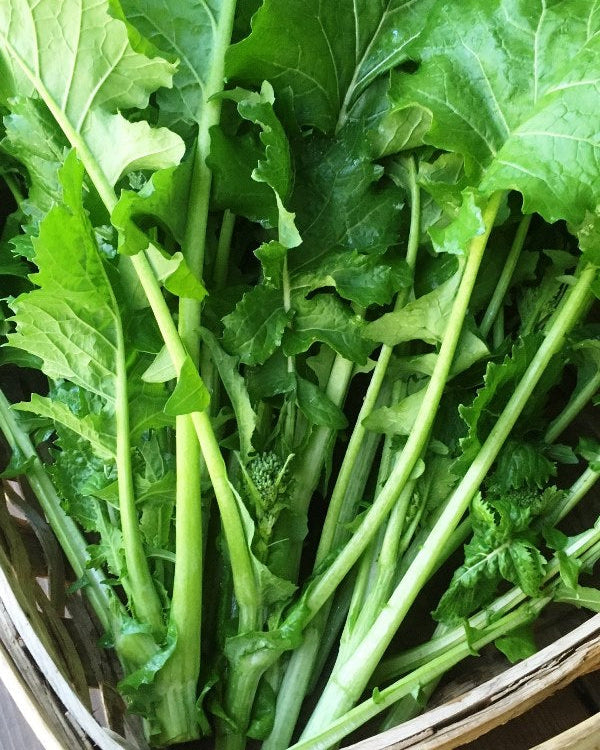 Heirloom Broccoli Raab - Early Rapini Organic