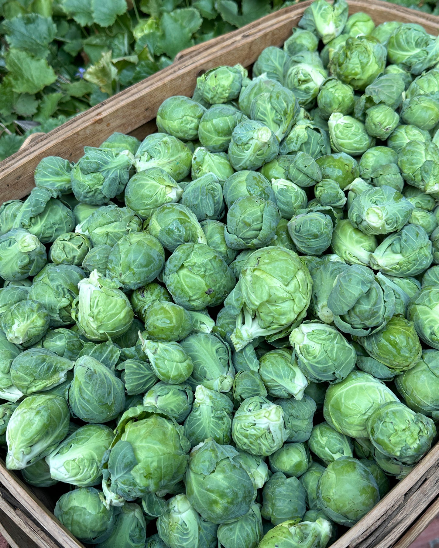 Brussels Sprouts - Hestia