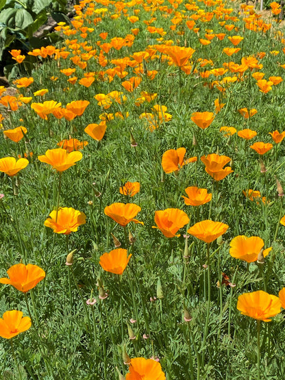Native Orange
