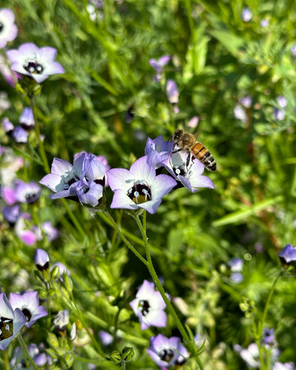 Pollinator Flowers - California Wildflower Mix